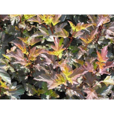 Пухироплідник калинолистий Діабло д Ор| Physocarpus Opulifolius Diable d’Or | Пузыреплодник Калинолистный Диабле д’Ор