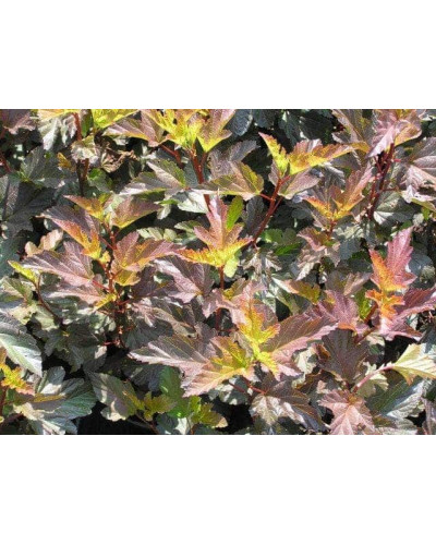 Пухироплідник калинолистий Діабло д Ор| Physocarpus Opulifolius Diable d’Or | Пузыреплодник Калинолистный Диабле д’Ор