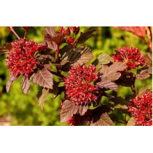Пухироплідник калинолистий Діабло д Ор| Physocarpus Opulifolius Diable d’Or | Пузыреплодник Калинолистный Диабле д’Ор