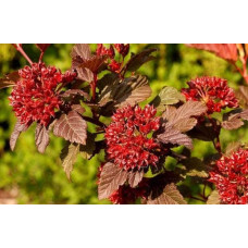 Пухироплідник калинолистий Діабло д Ор| Physocarpus Opulifolius Diable d’Or | Пузыреплодник Калинолистный Диабле д’Ор