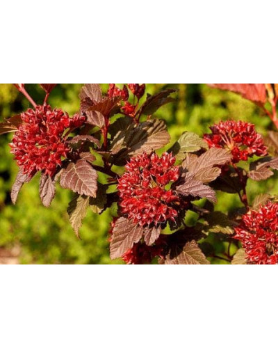 Пухироплідник калинолистий Діабло д Ор| Physocarpus Opulifolius Diable d’Or | Пузыреплодник Калинолистный Диабле д’Ор