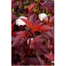 Пухироплідник калинолистий Діабло д Ор| Physocarpus Opulifolius Diable d’Or | Пузыреплодник Калинолистный Диабле д’Ор