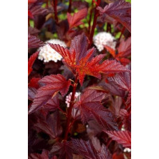 Пухироплідник калинолистий Діабло д Ор| Physocarpus Opulifolius Diable d’Or | Пузыреплодник Калинолистный Диабле д’Ор
