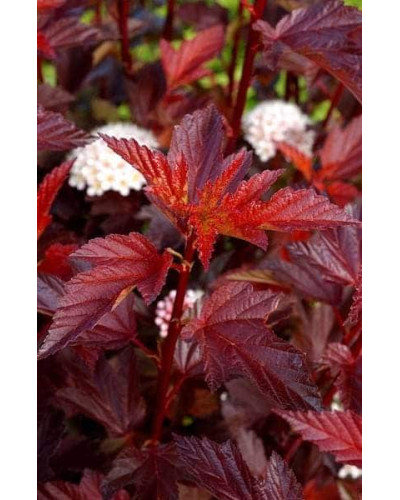 Пухироплідник калинолистий Діабло д Ор| Physocarpus Opulifolius Diable d’Or | Пузыреплодник Калинолистный Диабле д’Ор
