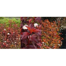 Пухироплідник калинолистий Діабло д Ор| Physocarpus Opulifolius Diable d’Or | Пузыреплодник Калинолистный Диабле д’Ор