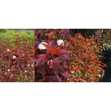 Пухироплідник калинолистий Діабло д Ор| Physocarpus Opulifolius Diable d’Or | Пузыреплодник Калинолистный Диабле д’Ор