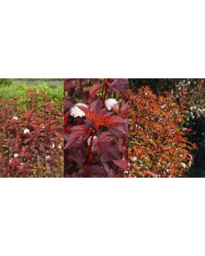 Пухироплідник калинолистий Діабло д Ор| Physocarpus Opulifolius Diable d’Or | Пузыреплодник Калинолистный Диабле д’Ор