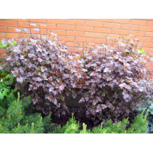 Пухироплідник калинолистий Діабло д Ор| Physocarpus Opulifolius Diable d’Or | Пузыреплодник Калинолистный Диабле д’Ор