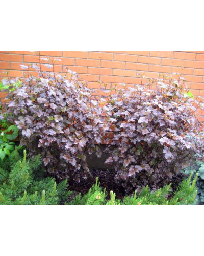 Пухироплідник калинолистий Діабло д Ор| Physocarpus Opulifolius Diable d’Or | Пузыреплодник Калинолистный Диабле д’Ор