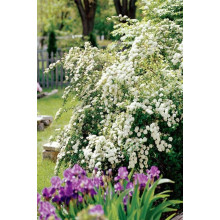 Спірея Вангутта | Спирея Вангутта | Spiraea vanhouttei