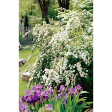 Спірея Вангутта | Спирея Вангутта | Spiraea vanhouttei
