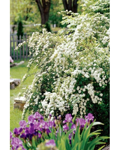 Спірея Вангутта | Спирея Вангутта | Spiraea vanhouttei