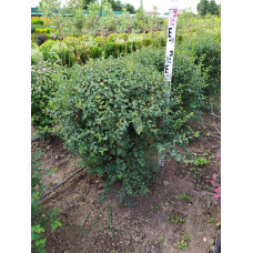 Спірея Вангутта | Спирея Вангутта | Spiraea vanhouttei