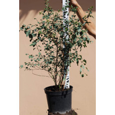 Спірея Вангутта | Спирея Вангутта | Spiraea vanhouttei