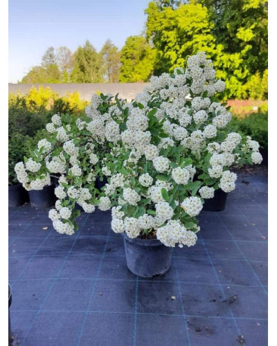 Спірея Вангутта | Спирея Вангутта | Spiraea vanhouttei