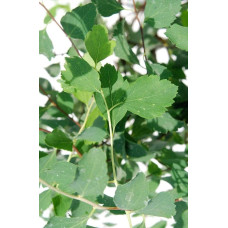 Спірея Вангутта | Спирея Вангутта | Spiraea vanhouttei
