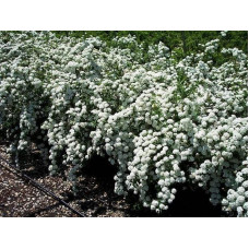 Спірея Вангутта | Спирея Вангутта | Spiraea vanhouttei
