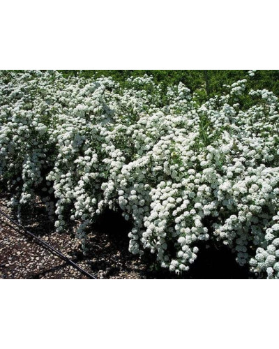 Спірея Вангутта | Спирея Вангутта | Spiraea vanhouttei
