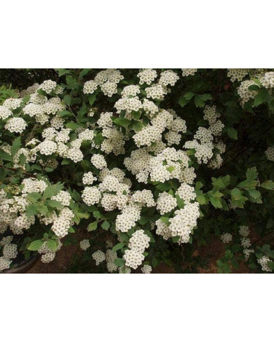 Спірея Вангутта | Спирея Вангутта | Spiraea vanhouttei