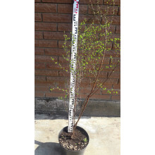 Спірея Вангутта | Спирея Вангутта | Spiraea vanhouttei