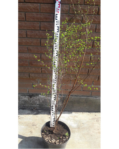 Спірея Вангутта | Спирея Вангутта | Spiraea vanhouttei