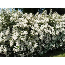Спірея Вангутта | Спирея Вангутта | Spiraea vanhouttei