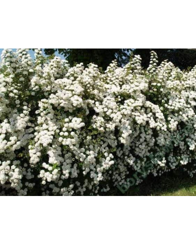 Спірея Вангутта | Спирея Вангутта | Spiraea vanhouttei
