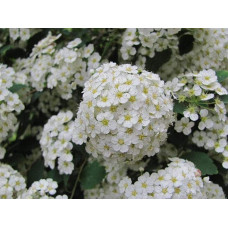 Спірея Вангутта | Спирея Вангутта | Spiraea vanhouttei