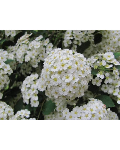 Спірея Вангутта | Спирея Вангутта | Spiraea vanhouttei