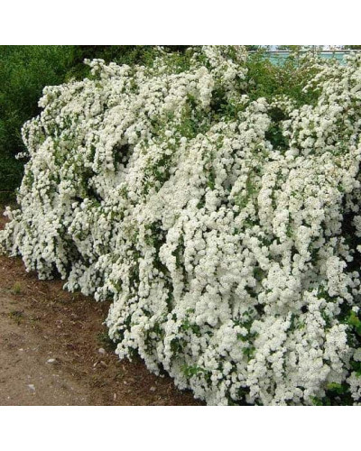 Спірея Вангутта | Спирея Вангутта | Spiraea vanhouttei