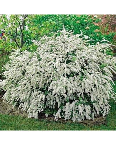 Спірея Вангутта | Спирея Вангутта | Spiraea vanhouttei