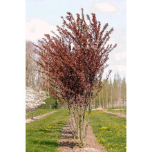Слива розчепірена Нігра | Слива растопыренная Нигра | Prunus cerasifera Nigra