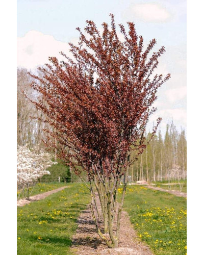 Слива розчепірена Нігра | Слива растопыренная Нигра | Prunus cerasifera Nigra