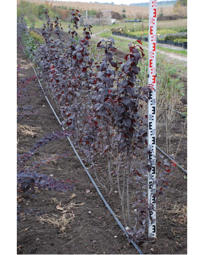 Слива розчепірена Нігра | Слива растопыренная Нигра | Prunus cerasifera Nigra