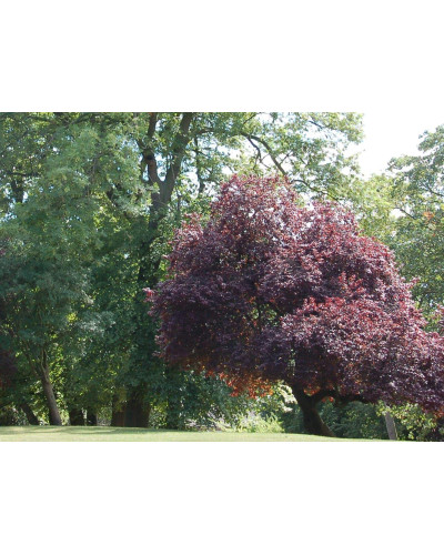 Слива розчепірена Нігра | Слива растопыренная Нигра | Prunus cerasifera Nigra