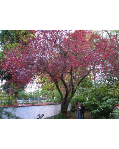 Слива розчепірена Нігра | Слива растопыренная Нигра | Prunus cerasifera Nigra