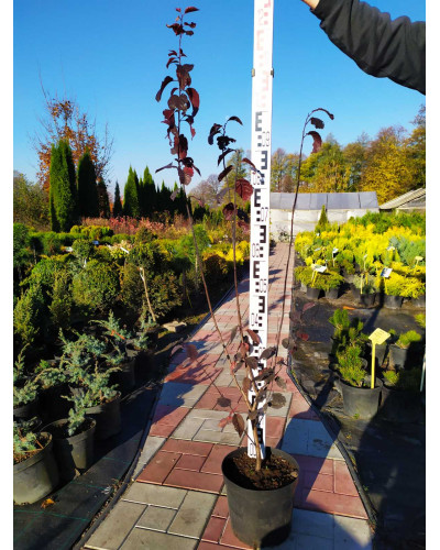 Слива розчепірена Нігра | Слива растопыренная Нигра | Prunus cerasifera Nigra