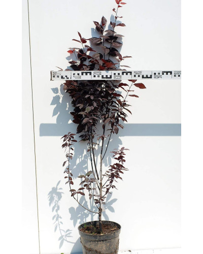 Слива розчепірена Нігра | Слива растопыренная Нигра | Prunus cerasifera Nigra