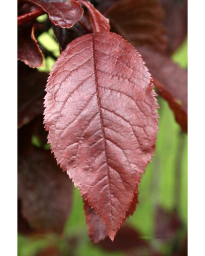 Слива розчепірена Нігра | Слива растопыренная Нигра | Prunus cerasifera Nigra