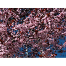 Слива розчепірена Нігра | Слива растопыренная Нигра | Prunus cerasifera Nigra