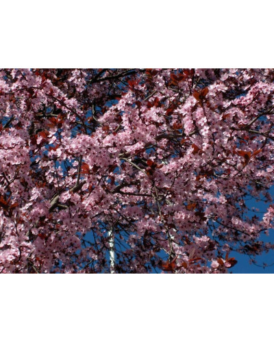 Слива розчепірена Нігра | Слива растопыренная Нигра | Prunus cerasifera Nigra