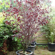 Слива розчепірена Нігра | Слива растопыренная Нигра | Prunus cerasifera Nigra