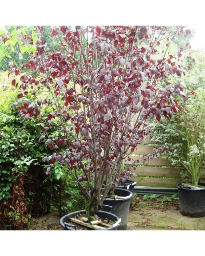 Слива розчепірена Нігра | Слива растопыренная Нигра | Prunus cerasifera Nigra