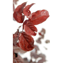 Слива розчепірена Нігра | Слива растопыренная Нигра | Prunus cerasifera Nigra