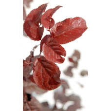 Слива розчепірена Нігра | Слива растопыренная Нигра | Prunus cerasifera Nigra