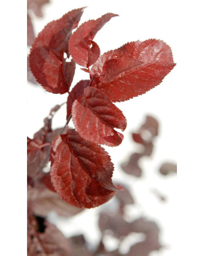 Слива розчепірена Нігра | Слива растопыренная Нигра | Prunus cerasifera Nigra