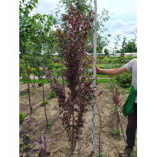 Слива розчепірена Нігра | Слива растопыренная Нигра | Prunus cerasifera Nigra