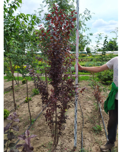 Слива розчепірена Нігра | Слива растопыренная Нигра | Prunus cerasifera Nigra