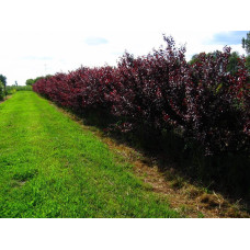 Слива розчепірена Нігра | Слива растопыренная Нигра | Prunus cerasifera Nigra