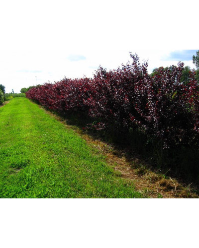 Слива розчепірена Нігра | Слива растопыренная Нигра | Prunus cerasifera Nigra
